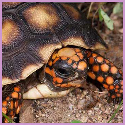 sulcata